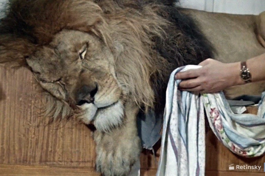 Что на самом деле случилось со львом на съёмках «Полосатого рейса»